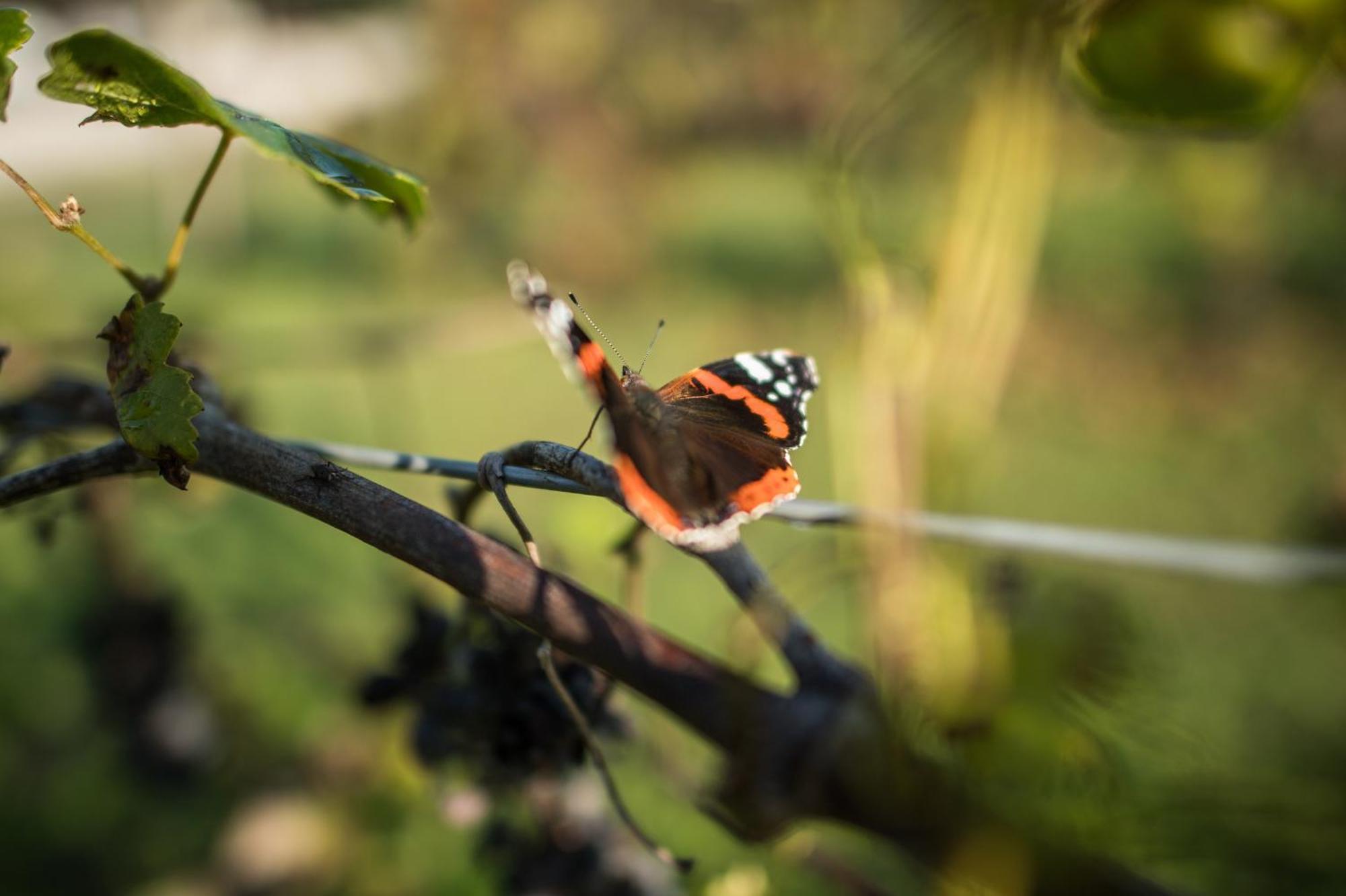 Agriturismo Beatilla Marmirolo Zewnętrze zdjęcie